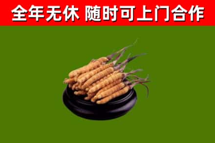 鸡西市烟酒回收冬虫夏草.jpg